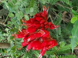 hava &raquo; Schotia